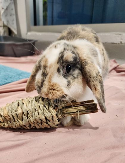 BunBun photo