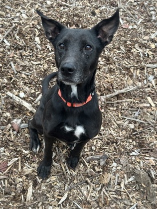 North Bay Humane Society » Dogs