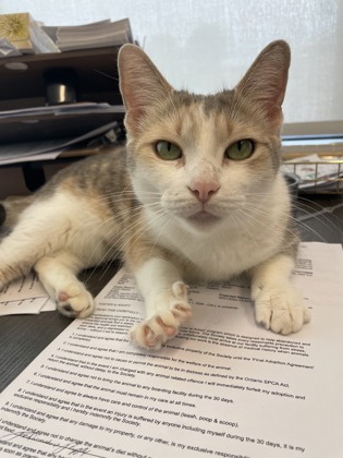 North Bay Humane Society » Cats