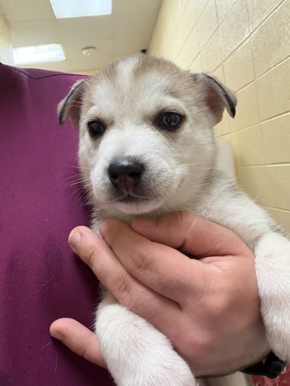 Image for Pup1 Blaze