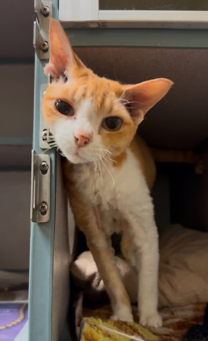 Image for Kitten
