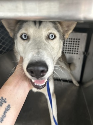 Fort Worth Animal Care and Control Shelter