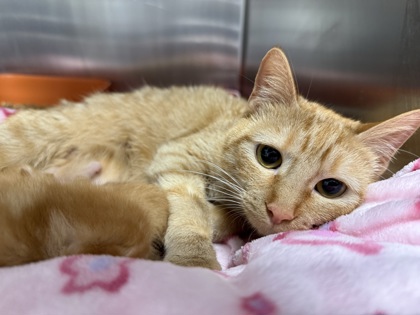 Image for Mickey (mom)