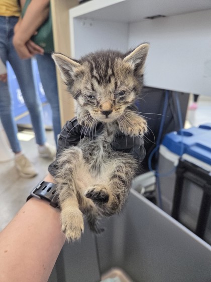 Image for Kitten 5