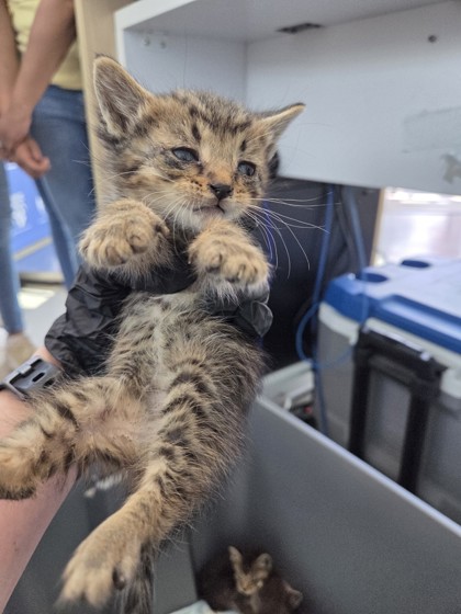 Image for Kitten 3