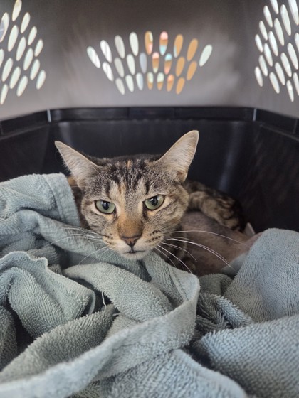 Fort Worth Animal Care and Control Shelter