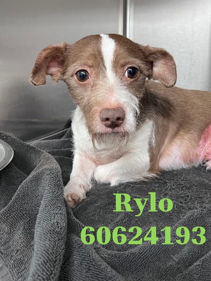 Image for Rylo