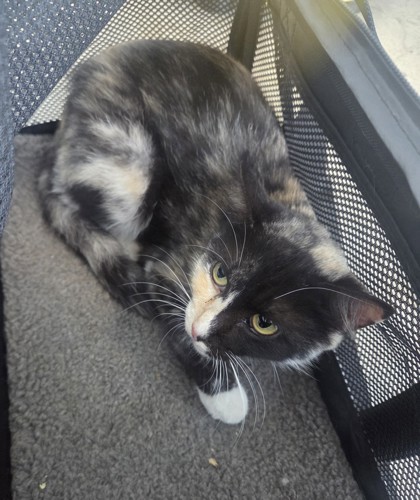 Fort Worth Animal Care and Control Shelter