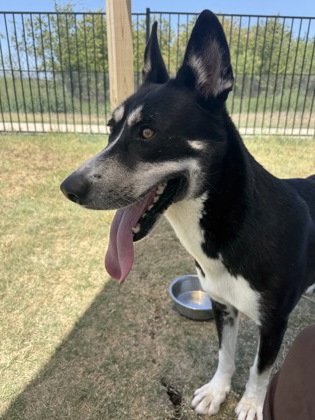 Image for Bolt