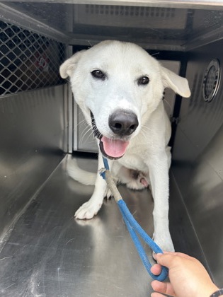 Fort Worth Animal Care and Control Shelter