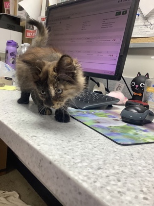 Image for Sugar Plum