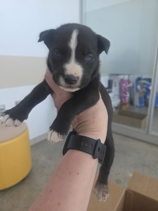 Image for Wonder