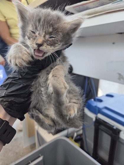 Image for Kitten 1