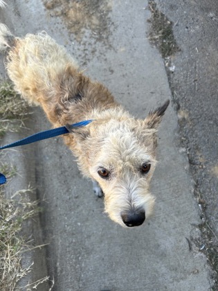 Image for Mister Man