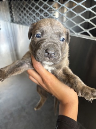 Image for 3 Amarillo