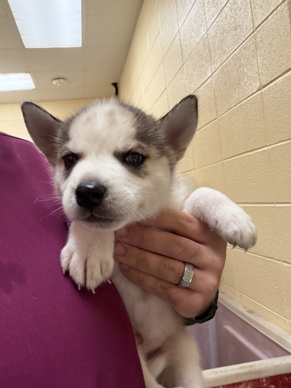 Image for Pup 4 Titan