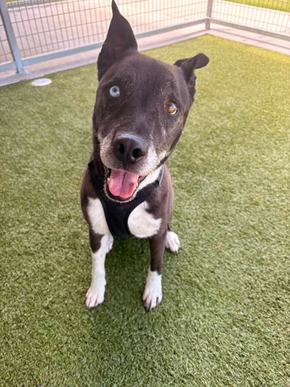 Image for Bronx