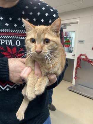 Image for Rachel (8)