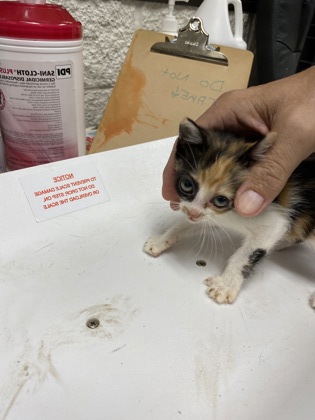 calico cats for adoption in massachusetts