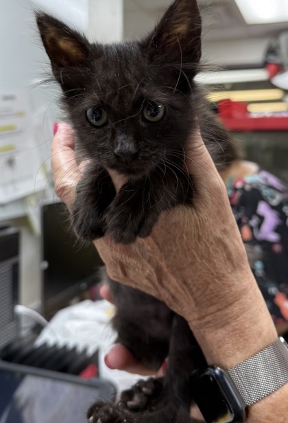 Image for Little Bit