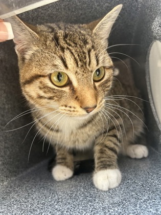 Image for Rutherford