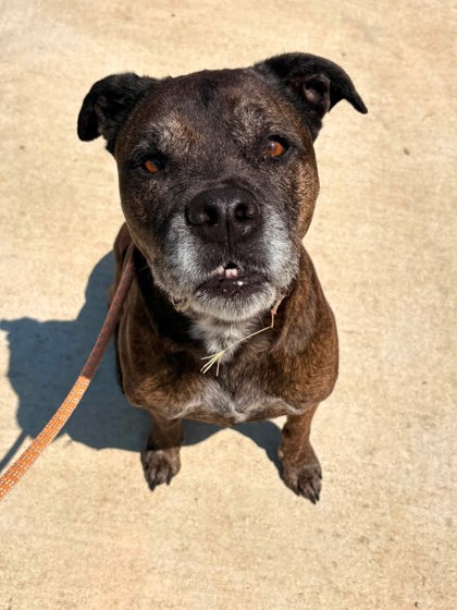 Fort Worth Animal Care and Control Shelter