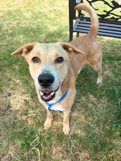 Fort Worth Animal Care and Control Shelter