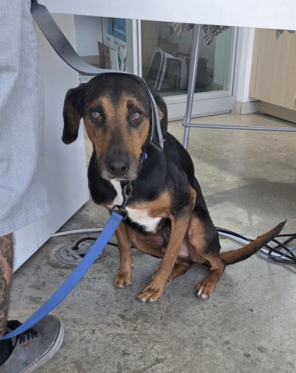 Fort Worth Animal Care and Control Shelter