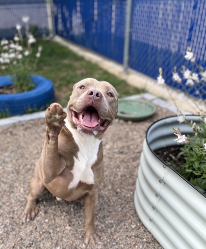 Image for King Louie