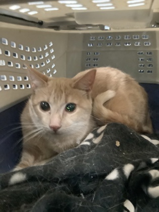 Image for Phoebe (mama) (6)