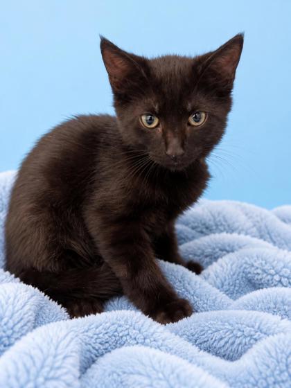Animal Image