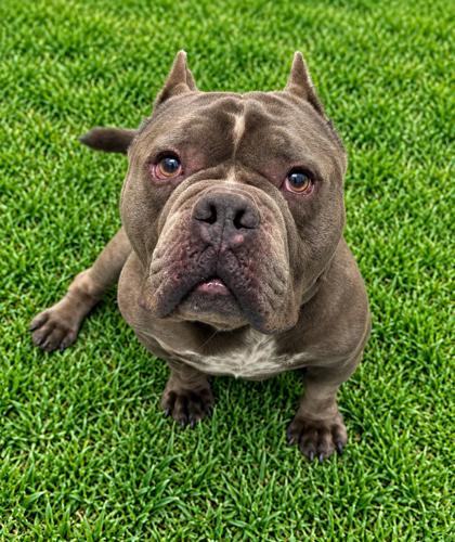 Animal Image
