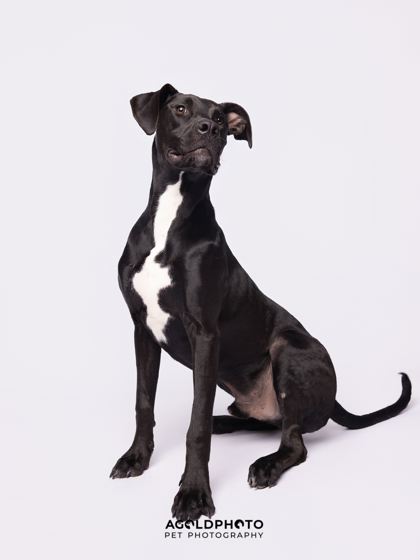 Animal Image
