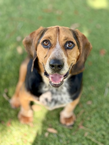 Animal Image