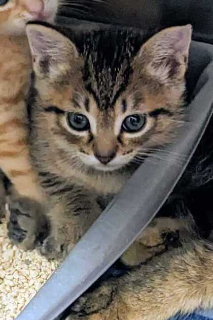 Animal Image