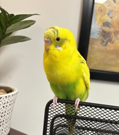 Animal Image