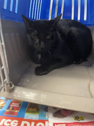 Cat for adoption - MooMoo, a Domestic Short Hair in Dartmouth, NS