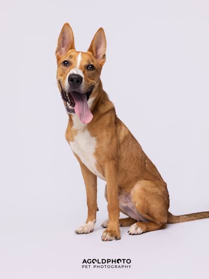 Animal Image