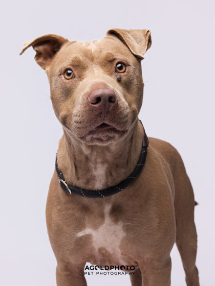 Animal Image