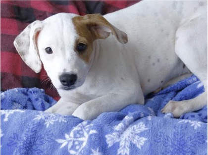 Animal Image