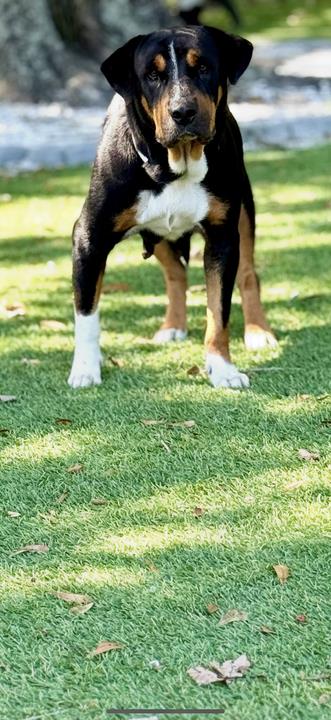 Animal Image