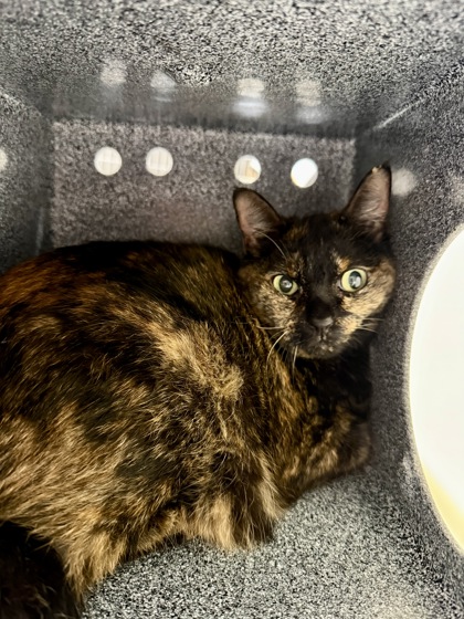 Calico