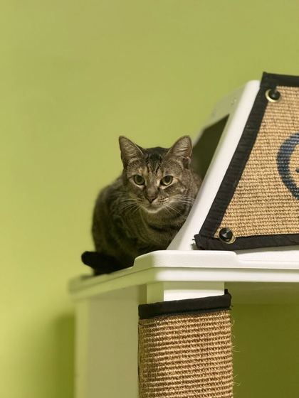 Animal Image