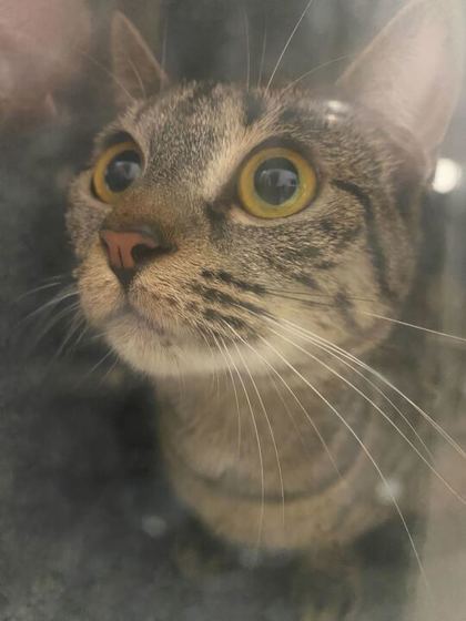 Animal Image