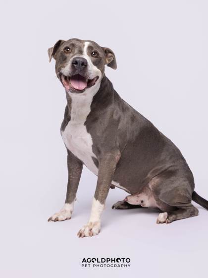 Animal Image