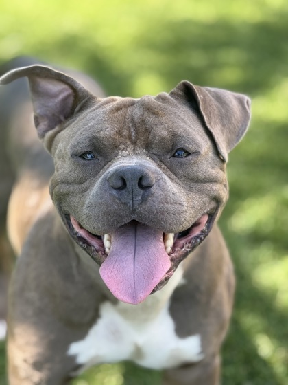 Animal Image