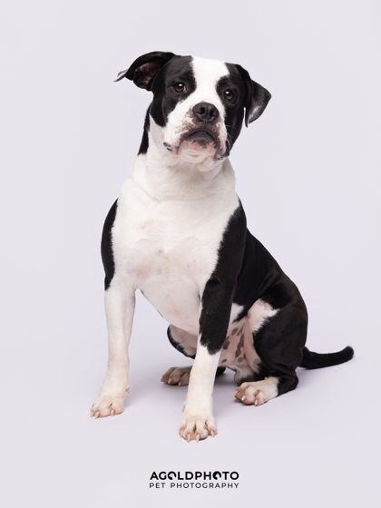 Animal Image