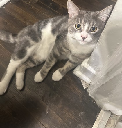 Vito