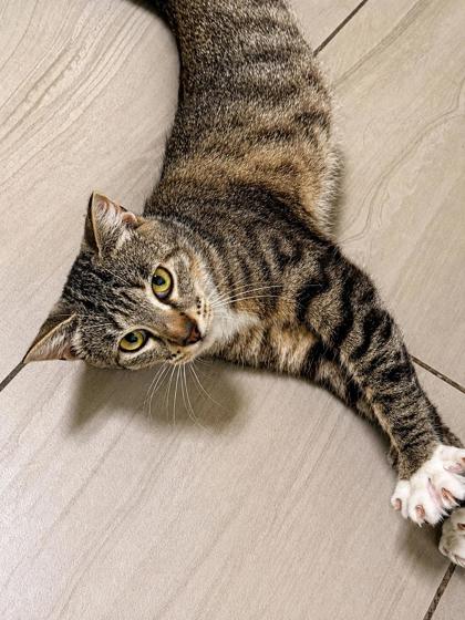 Animal Image