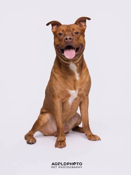Animal Image